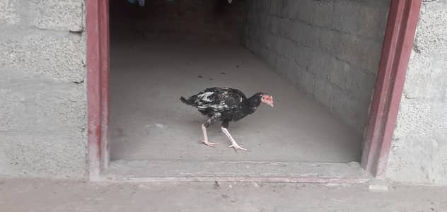 mix aseel chozay Rs1350 & Rs1650