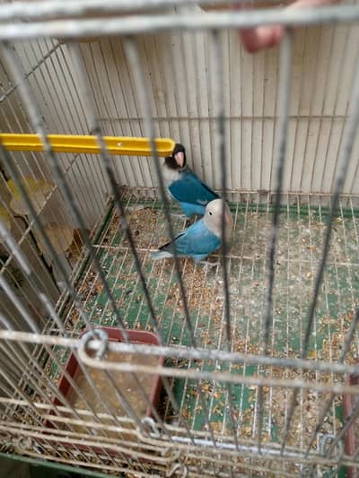 Lutino lovebird For sale!