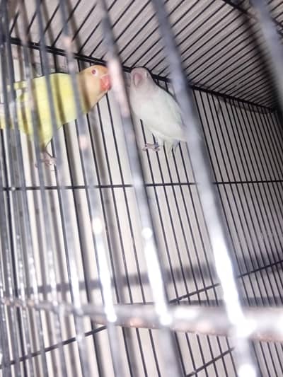 Creamino male x albino red eye female