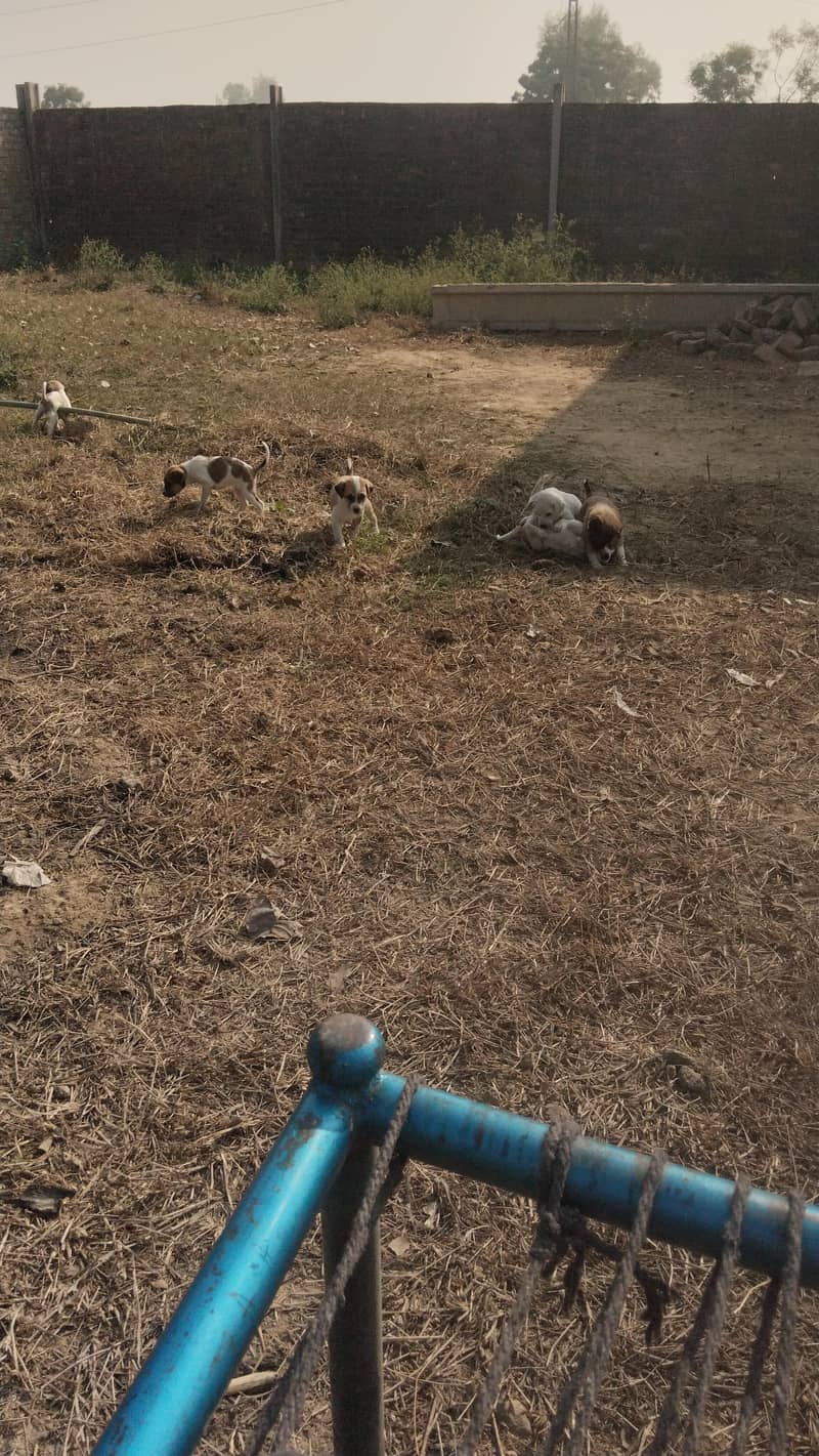 زمیداری ڈیرہ داری 2