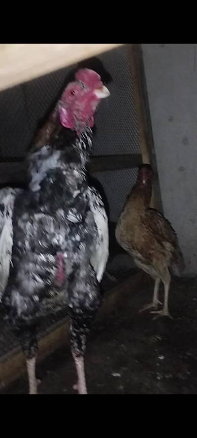 aseel murgha for sale