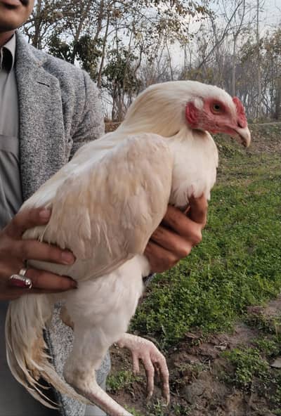 Shamo aseel and Heera aseel cross breed