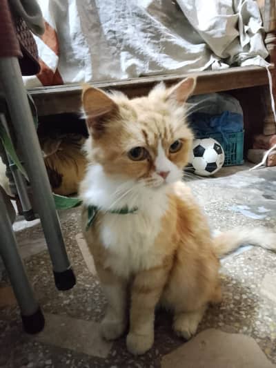 Parshion female cat 7 month age