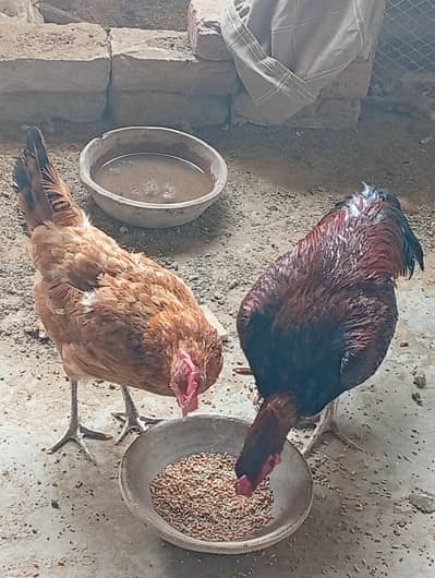 1 female 1 male (pair)