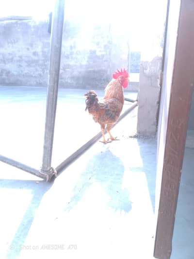 1 murga Desi +2 Desi Murgi Eggs Wali