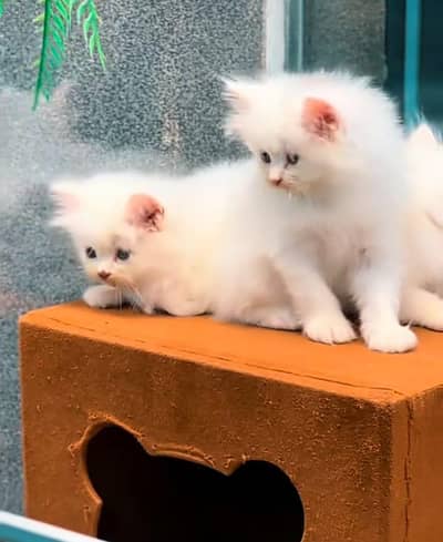 Kittens |Persian | Cat | baby Cat | 3 coated  0ƷƷ65୨8671୨ Watsp kro