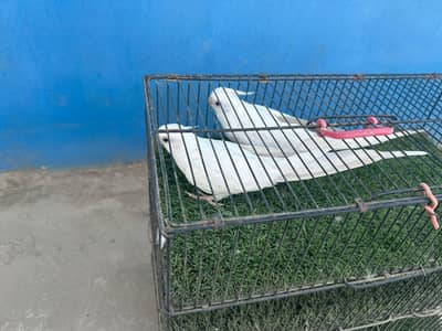 Eno Cocktail Red Eyes Ready to Breed for Sale