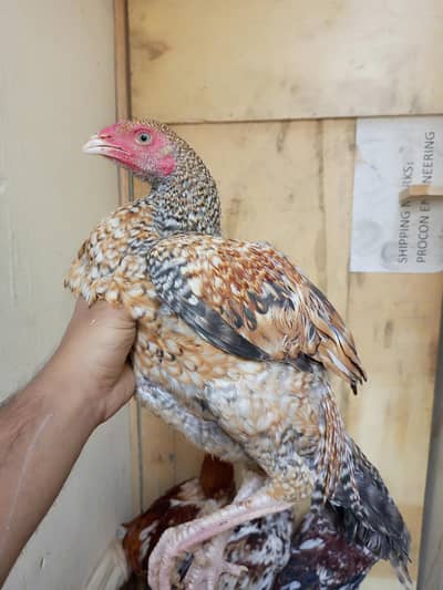 sub k alag alag price hain sub active or healthy hain