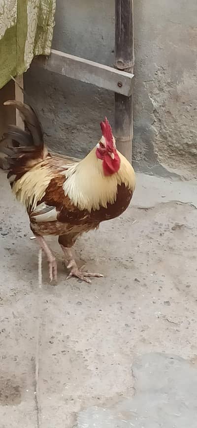 for sale finally 2100