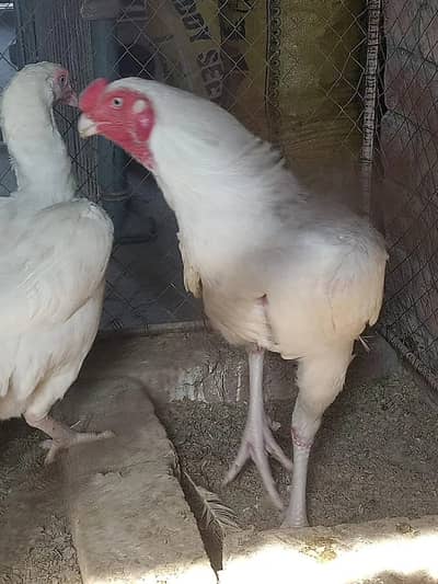 Aseel | Parrot beak Cross | Long Tail | Parrot beak Trio set | Hen