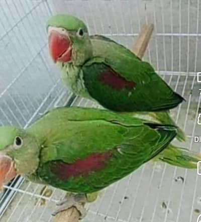 muje raw patha chahye 10 month ka