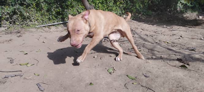 Red nose rare Pitbull female