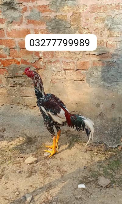 hint+burmi 03277799989