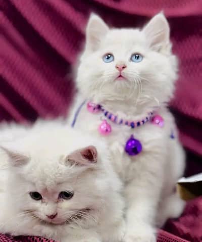 Kittens |Persian | Cat | baby Cat | 3 coated  0ƷƷ65୨8671୨ Watsp kro