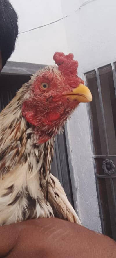 mianwali aseel Cheena murga