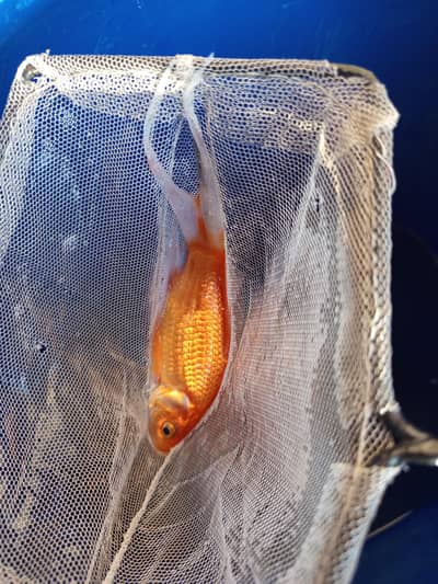 *Gold Dust Molly* or *shipping king* and *Gold dusk molly" babies