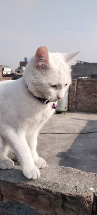 white Male cute cat. 03412220703