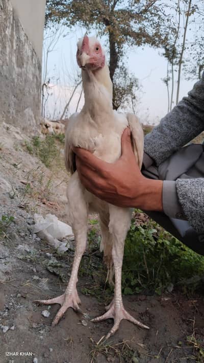 Heera aseel and Shamo aseel cross breed