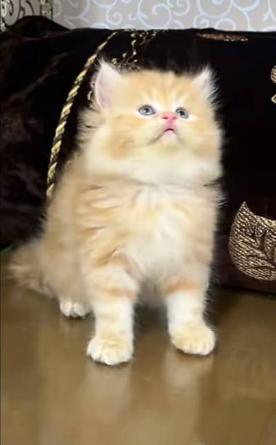 Cat | Persian | kittens | fluffy | fancy | 3 coated in low Price