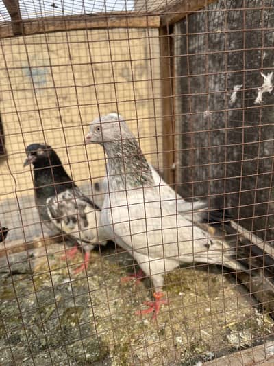 Golden ‘ Sialkot ‘ Kumagar ‘ Salara teddy