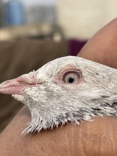 Golden ‘ Sialkot ‘ Kumagar ‘ Salara teddy