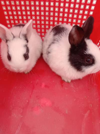 rabbit baby pair for sale 03224186572