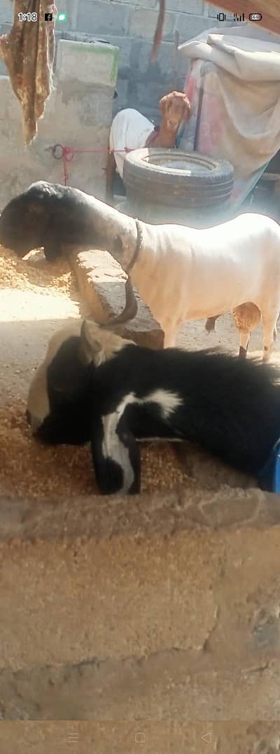 dumba for sal  03158339523