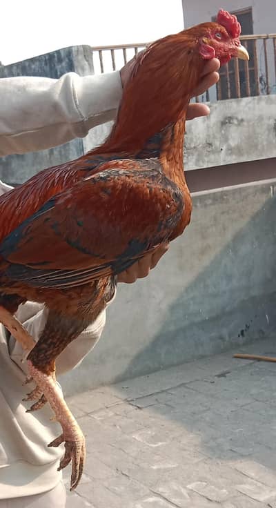 Breader paire high quality