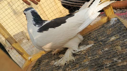 Sharazi Male Fansi pigeon == 03228199080 Whatsapp Available