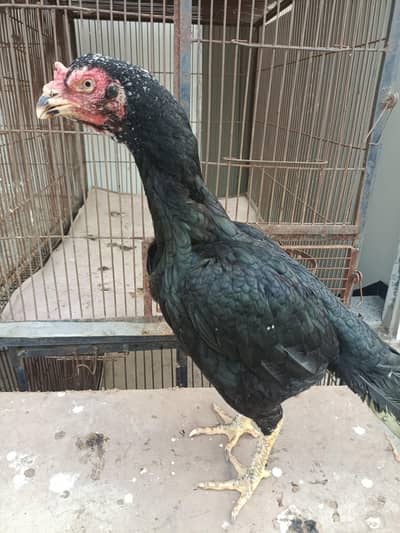 lasani mushki female