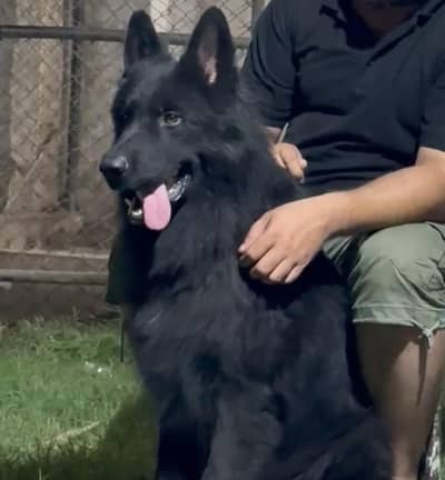 German Shepherd | Black German Shepherd | gsd dog / Male