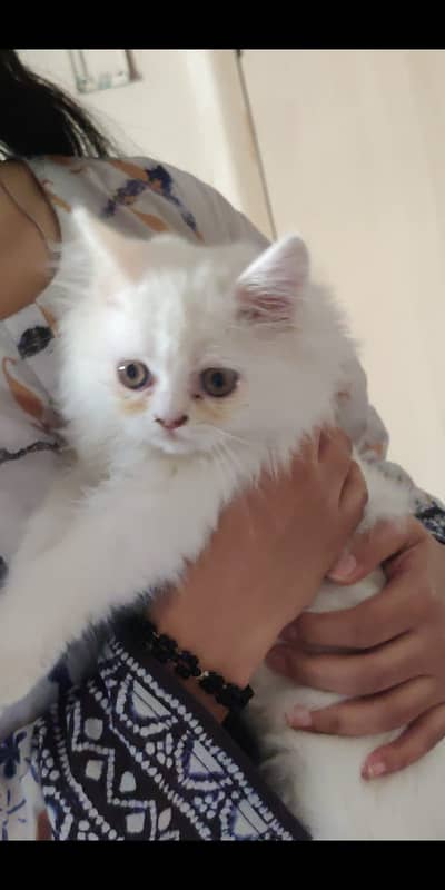 persian cat for sale