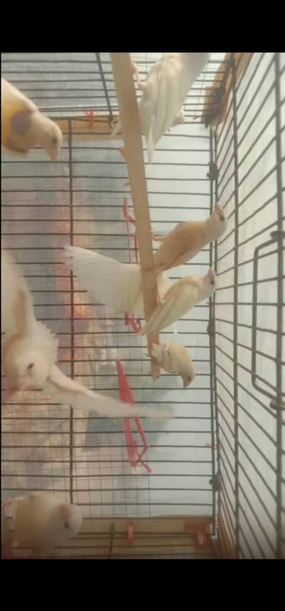 goldian chiks pathay