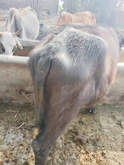 khatta 2 salk ha  03054995804 03269640423 RS 200000 10k