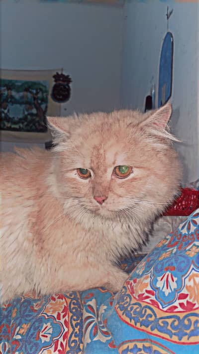 Male cat available for stud
