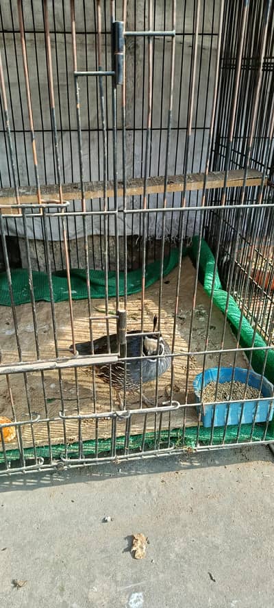 California Quaile Breeder pair.