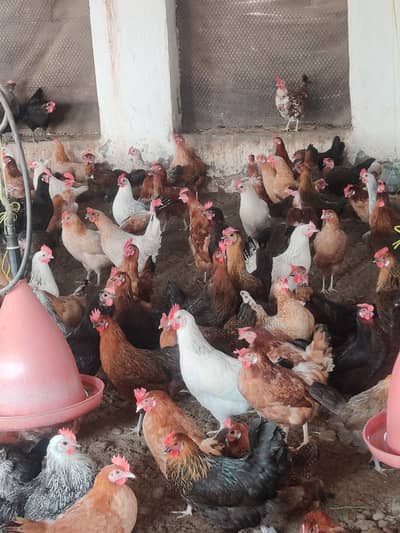 golden misri 03110087775