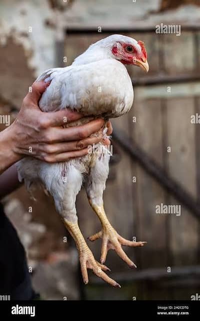 میں اصلی ذائقہ!  کیا آپ بازار کی انجکشن والی مرغی سے پریشان ہیں؟ ہم