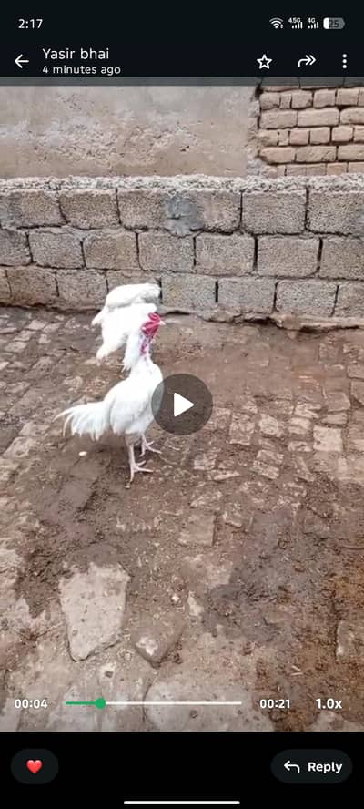 all oky    full tiyar