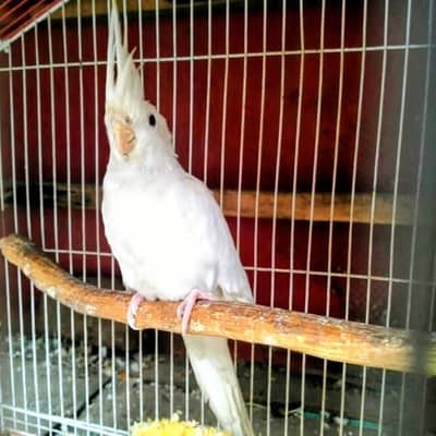 TCB budgies breeder female  available. whatsapp only : 03284381936