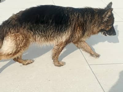 German shepherd Breeder female long coat