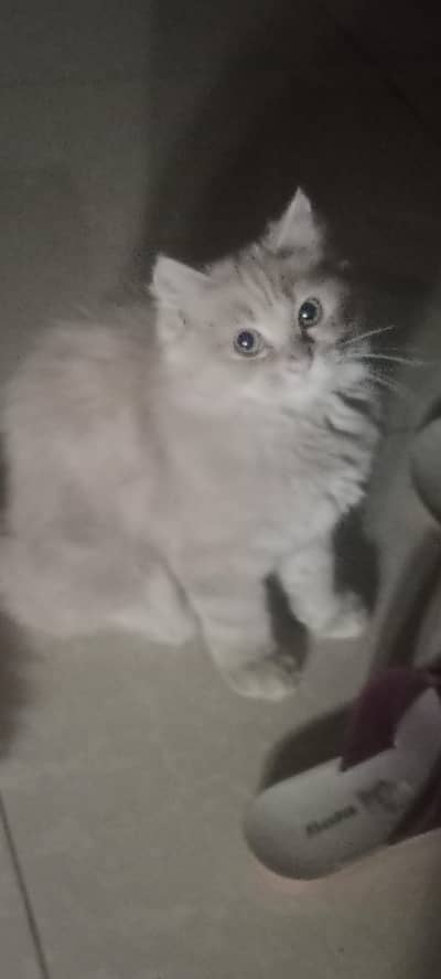 Persian Cat friendly and loving