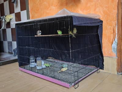 3 budgies breeder pair for sale with cage and 1 free Finch bird male