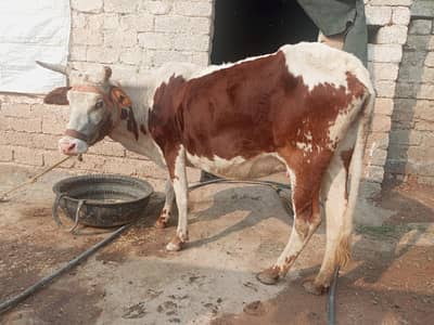Desi garly cow
