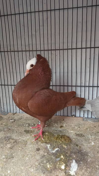 Jarman Mooke Male  ( 0314 6741158 )