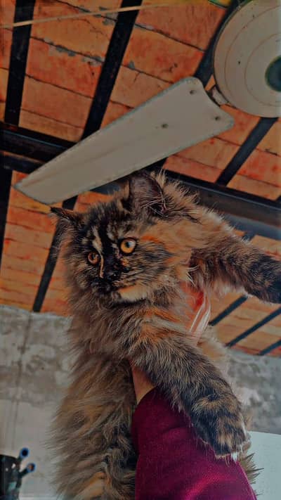 خوبصورت بھوری آنکھوں والی پرشین فیمیل بلی برائے فروخت