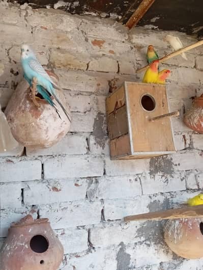 love bird for sale Finch