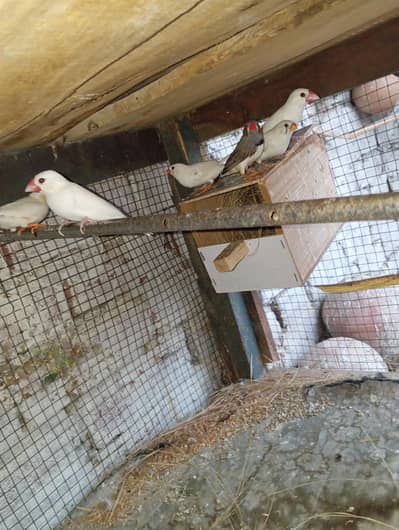 love bird for sale Finch