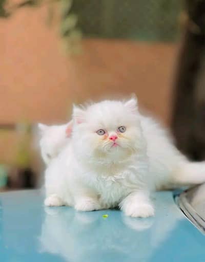 Cat | Persian | kittens | fluffy | fancy | 3 coated in low Price