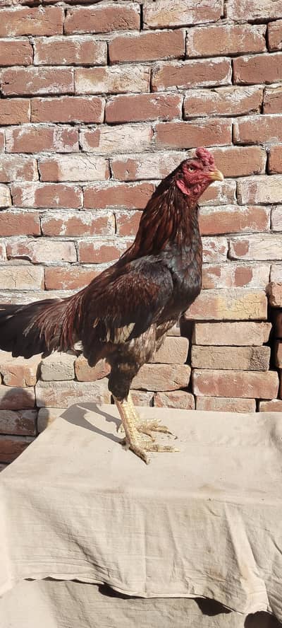 Aseel for sale/Mianwali aseel for sale/ Laakha aseel for sale